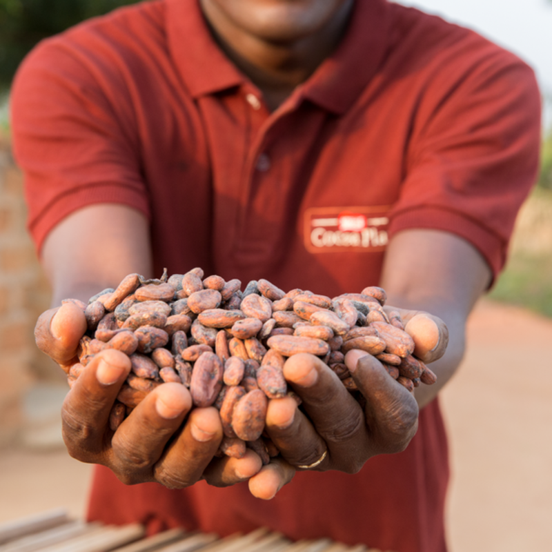 Cocoa beans