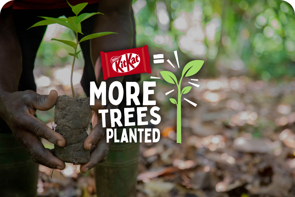 KitKat | Planter Plus D'Arbres